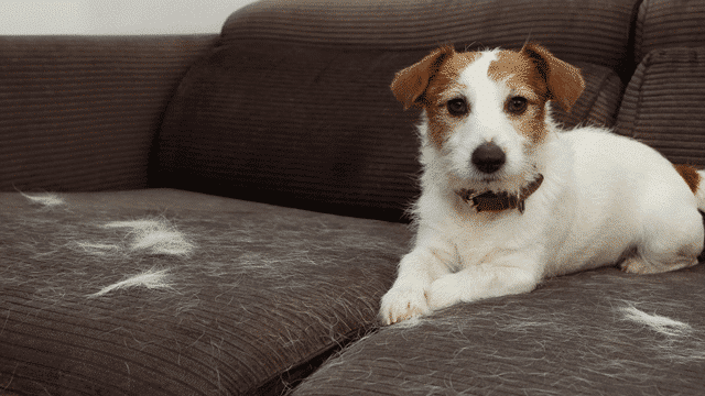 Dog on couch covered in pet fur