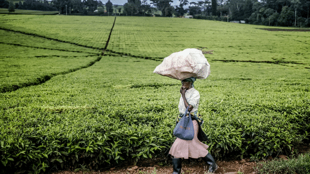 Sexual Exploitation Kenyan Tea Farms