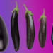 Diffrerent sized eggplants illustration representing penis shrinkage
